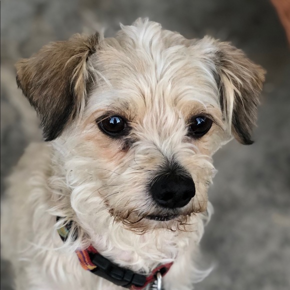 Meet your Posh Ambassador - Picture 2 of 9